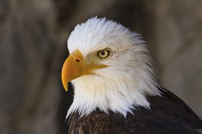 close up of Bald Eagle