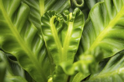 A close-up of a bird's nest fern.