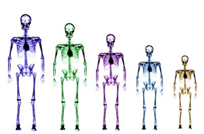 Human Bone Growth