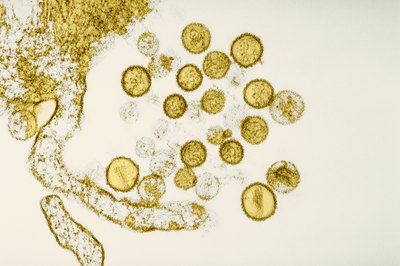 Microorganisms