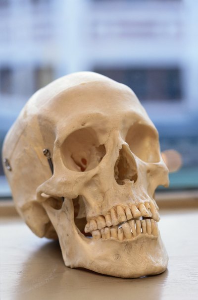 Model of the human skull