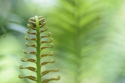 The young leaves of a fern open up.