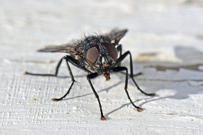 small black fly