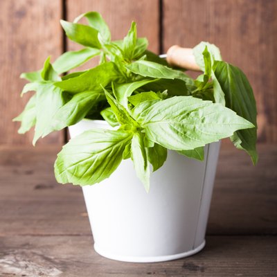 Fresh green basil.