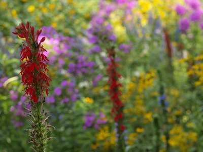 Cardinal flowers in Central Park