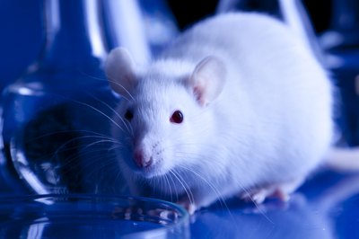 Lab animals may become sick.
