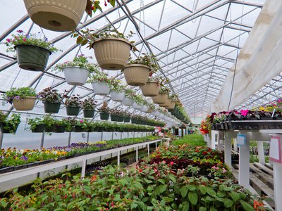 choose some indoor and outdoor plants if she has a green thumb