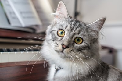 A close-up of a Siberian cat.