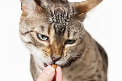 With the right techniques cats can be trained with a whistle.