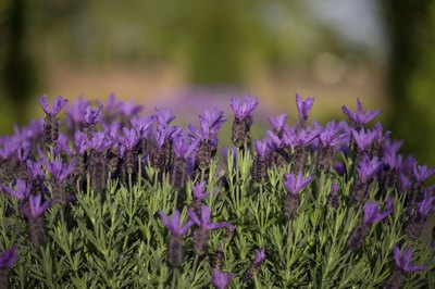 Close-up of French lavender plant.