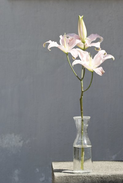 Single flower in vase