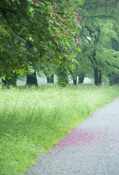 Purple cone flowers bloom on the branches of a horse chestnut tree.