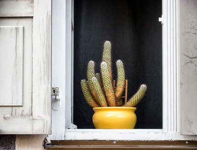 A cactus in a yellow ceramic pot in a window with wooden shutters.
