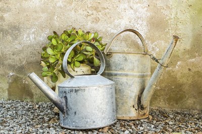 Use a watering can to help distribute water evenly.