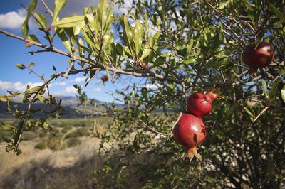 A pomegranate tree bearing red fruit in an arid mountain valley.