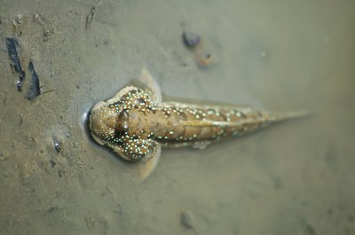 Mudskippers absorb oxygen through their skin and mucous.