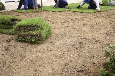 Planting new sod grass in the yard.