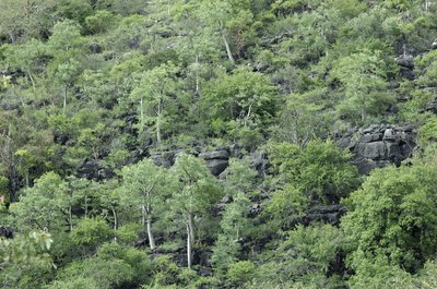moringa forest