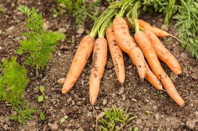 Harvested carrots on dirt