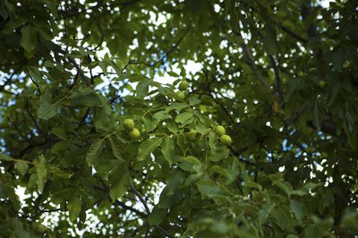 walnut tree photographed from below