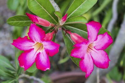 A desert rose blooms the most from February through November in Florida.