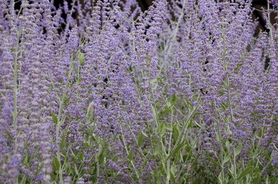 Russian sage's flowers and foliage complement any garden.