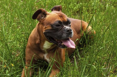 boxer dog laying in grass