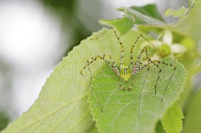 lynx spider on leaf