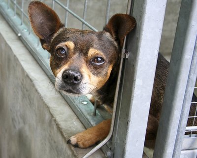 No kill shelter.