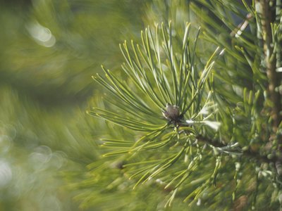 Close-up of pine tree needles growing on branch.
