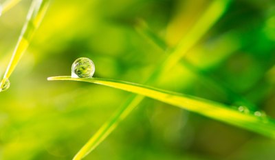 Grass in sunlight