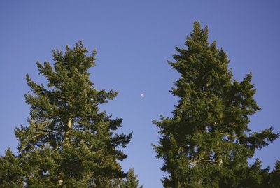 majestic Douglas fir trees