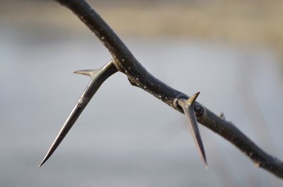 Close-up of thorns on honey locust tree.