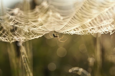 Orb weavers can be of various shapes and contain several different patterns of yellow stripes.