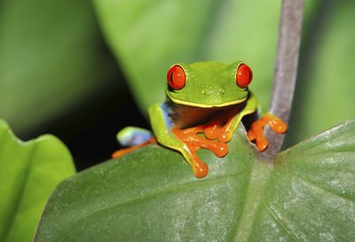Red-eyed tree frog embryos can sense when a predator is about to attack.