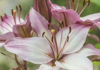 Oriental lily blooms