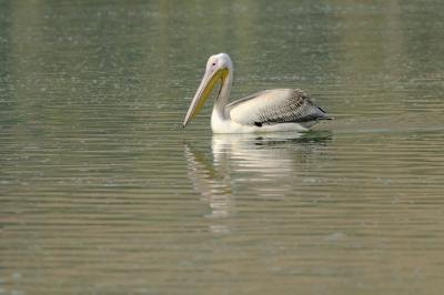 A pelican fishing.