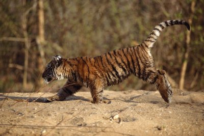 tiger running in sand