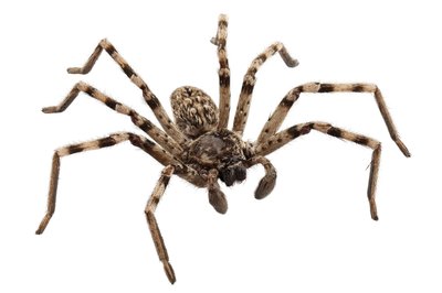 Wolf spider.
