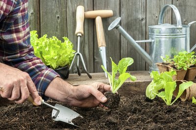 Healthy, developed roots hold their soil when transplanted.