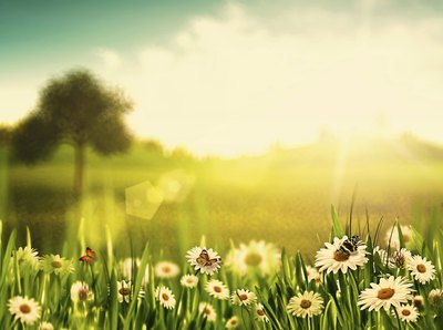 Sun on flowers
