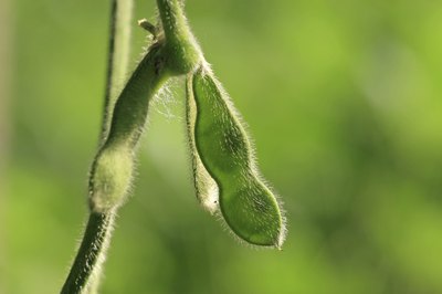 Soybeans in their shell -- edamame -- are a treat to eat, but only if they are cooked first.