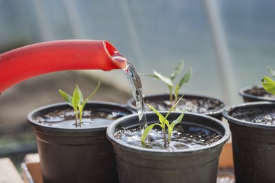 Keep seedlings watered and well-nourished.
