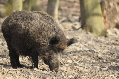 Animal Hunting and Protection