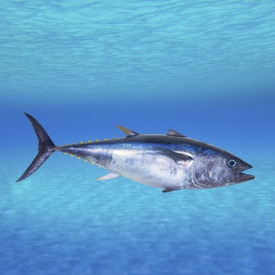Tuna swimming