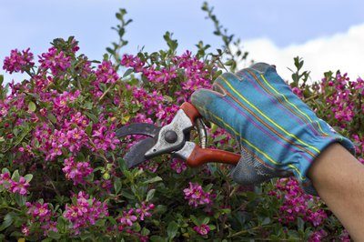 A close-up of a person wearing a glove while pruning a redbud tree with shears.