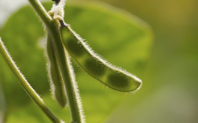 Soybean growing on branch