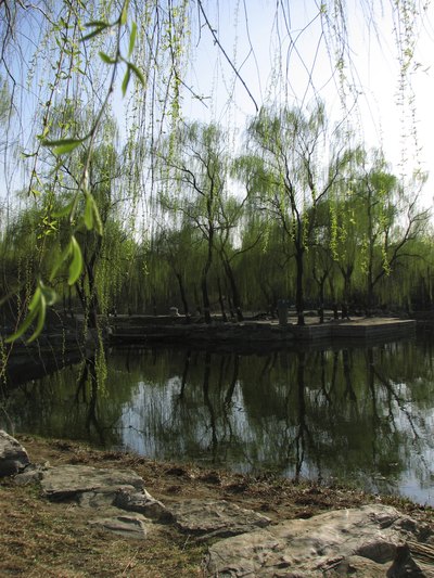 Light and airy branches of corskscrew willow trees on the water's edge in a park.