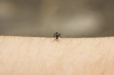 Mosquito bites are a deep pink.