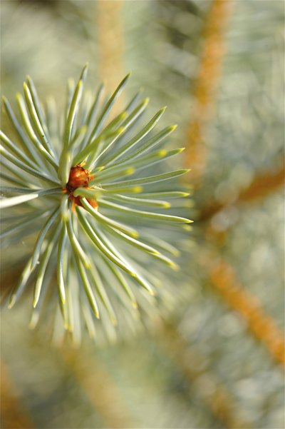 Close-up of scotch pine needles.